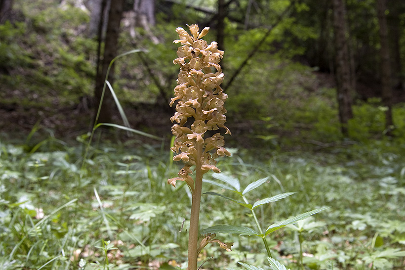 Neottia nidus-avis (L.)L.C.Rich.